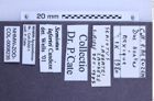 Etikette zu Semiotus lafertei (Candèze, 1857) (NHMW-ZOO-COL-0008235)